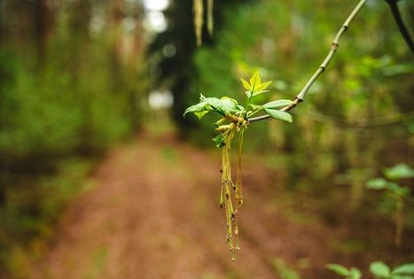 Forest Trail 52. Veisiejai – Trikojis.