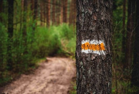 Forest Trail 52. Veisiejai – Trikojis.