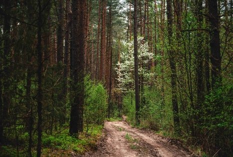 Forest Trail 52. Veisiejai – Trikojis.