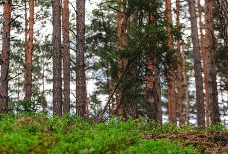 Forest Trail 52. Veisiejai – Trikojis.