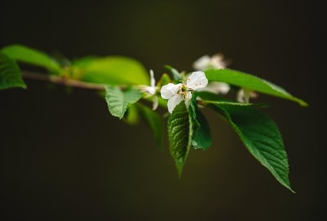 Forest Trail 52. Veisiejai – Trikojis.