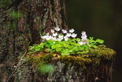 Forest Trail 52. Veisiejai – Trikojis.