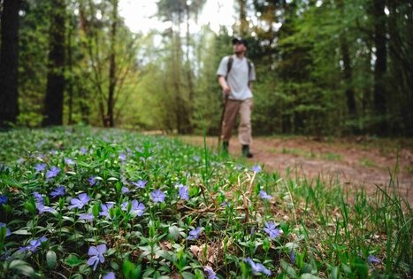 Forest Trail 52. Veisiejai – Trikojis.