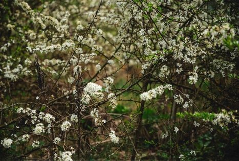 Forest Trail 52. Veisiejai – Trikojis.