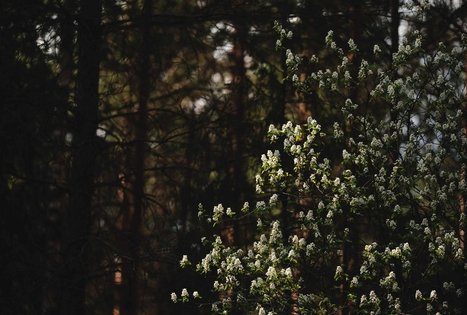 Forest Trail 53. Trikojis – Didžiasalis.