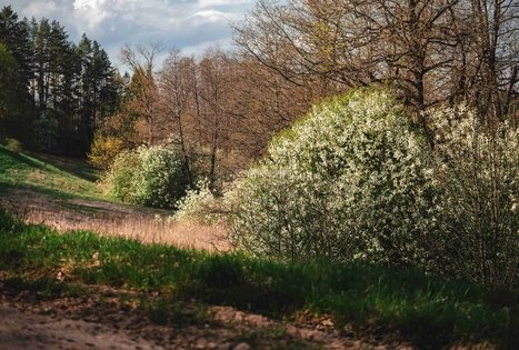 Forest Trail 53. Trikojis – Didžiasalis.