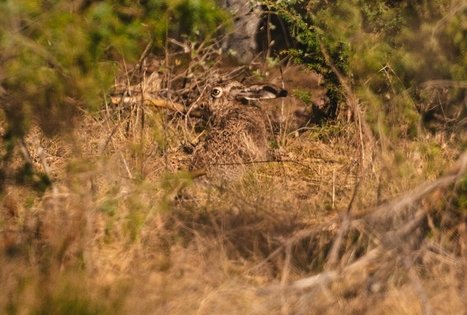 Forest Trail 53. Trikojis – Didžiasalis.