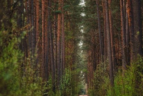 Forest Trail 53. Trikojis – Didžiasalis.