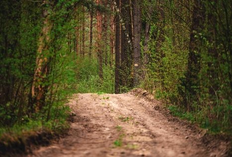 Forest Trail 53. Trikojis – Didžiasalis.