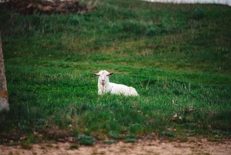 Forest Trail 53. Trikojis – Didžiasalis.