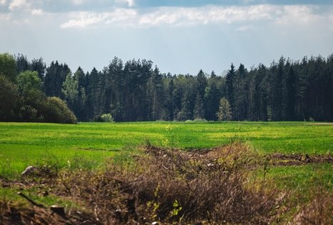 Forest Trail 53. Trikojis – Didžiasalis.