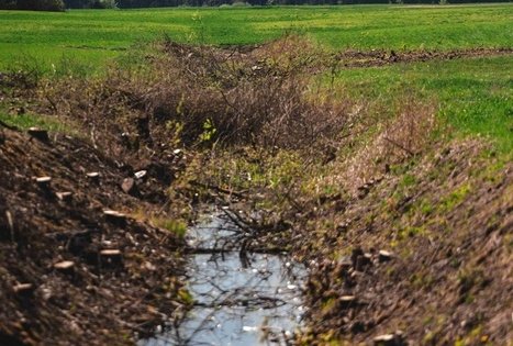Forest Trail 53. Trikojis – Didžiasalis.