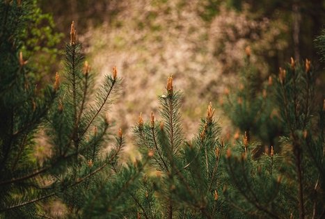 Forest Trail 55. Žiogeliai – Merkinė.