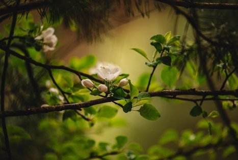 Forest Trail 55. Žiogeliai – Merkinė.