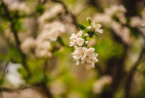 Forest Trail 55. Žiogeliai – Merkinė.
