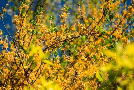 Miško Takas 58. Alytus – Panemunis.