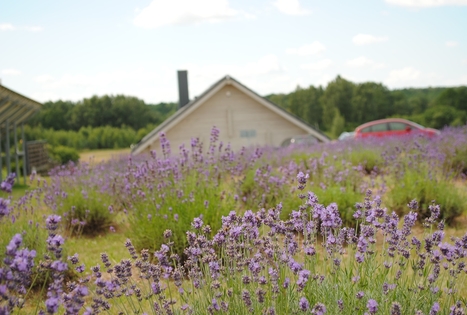 Lavender Village