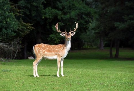 L. Sabaliauskienės danielių ūkis