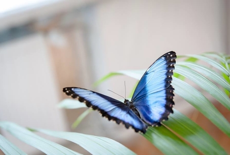 Akmenes Region Museum