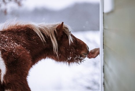 Alanta's horses - organic farm