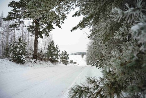 Forest Trail 51. Lazdijai – Veisiejai.