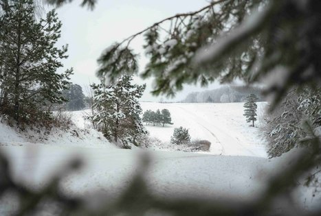 Forest Trail 51. Lazdijai – Veisiejai.