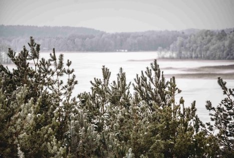 Forest Trail 51. Lazdijai – Veisiejai.