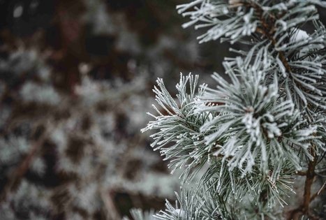 Miško Takas 52. Veisiejai – Trikojis.