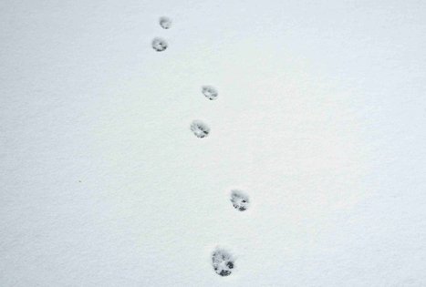 Forest Trail 53. Trikojis – Didžiasalis.