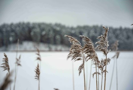 Forest Trail 53. Trikojis – Didžiasalis.