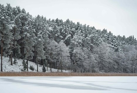 Forest Trail 53. Trikojis – Didžiasalis.