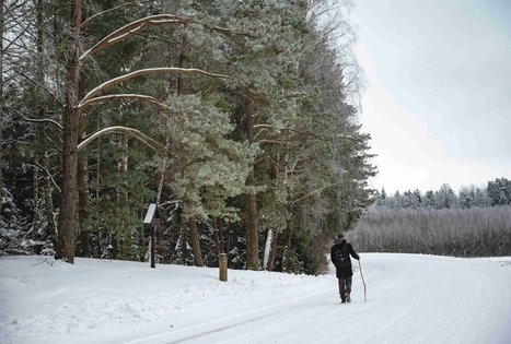 Forest Trail 53. Trikojis – Didžiasalis.