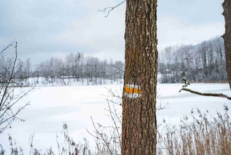 Forest Trail 53. Trikojis – Didžiasalis.