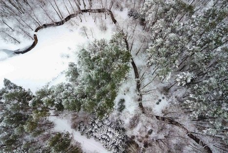 Forest Trail 53. Trikojis – Didžiasalis.