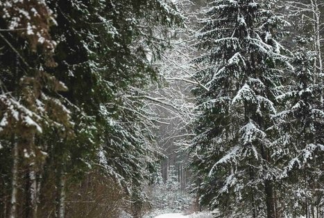 Forest Trail 54. Didžiasalis – Druskininkai – Žiogeliai.