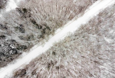 Forest Trail 54. Didžiasalis – Druskininkai – Žiogeliai.