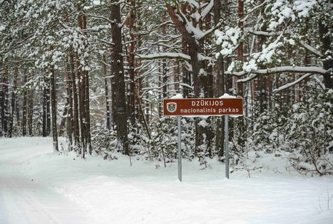 Miško Takas 55. Žiogeliai – Merkinė.