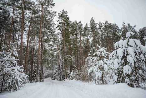Miško Takas 55. Žiogeliai – Merkinė.
