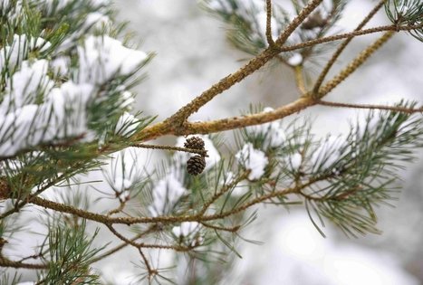 Miško Takas 56. Merkinė – Nemunaitis.