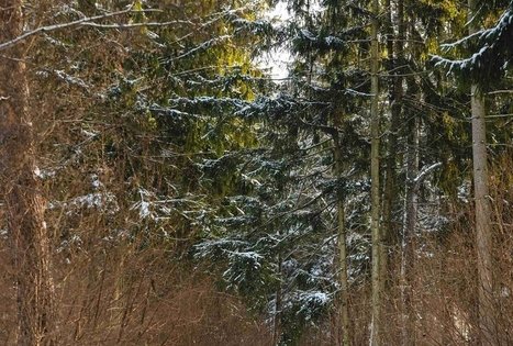 Miško Takas 58. Alytus – Panemunis.