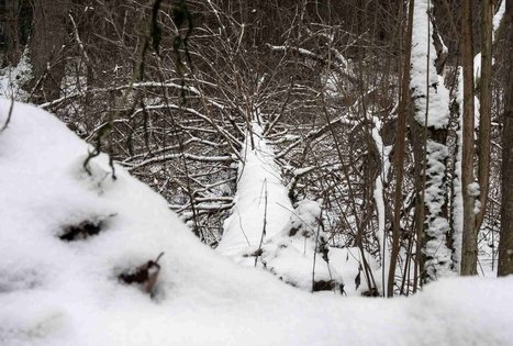Miško Takas 58. Alytus – Panemunis.