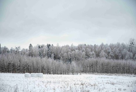 Miško Takas 58. Alytus – Panemunis.