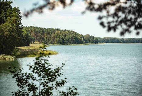 Forest Trail 52. Veisiejai – Trikojis.