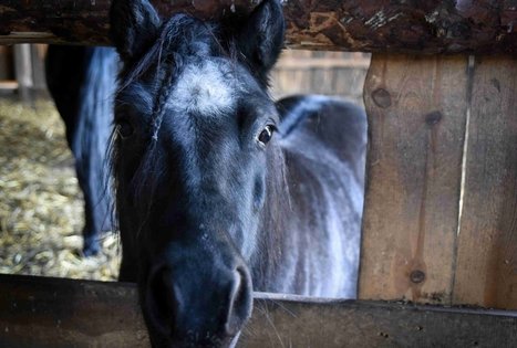 Farm “Augų ūkis”