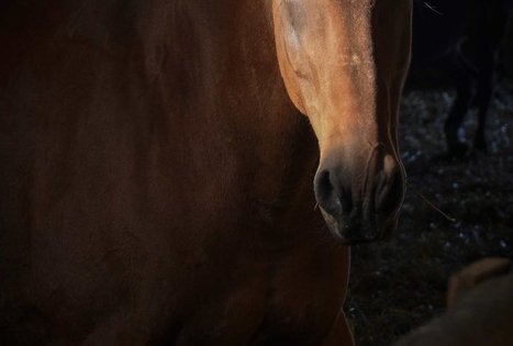 Farm “Augų ūkis”