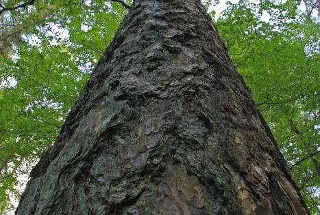 The biggest tree in Lithuania