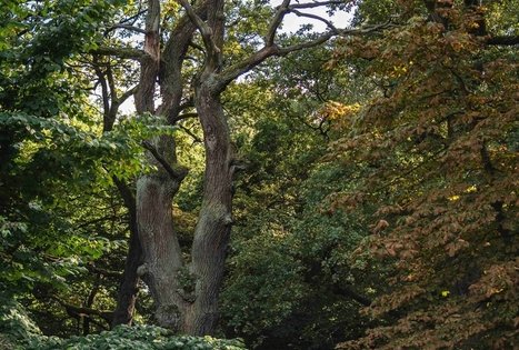 Oak-Wood Park (Ąžuolynas)