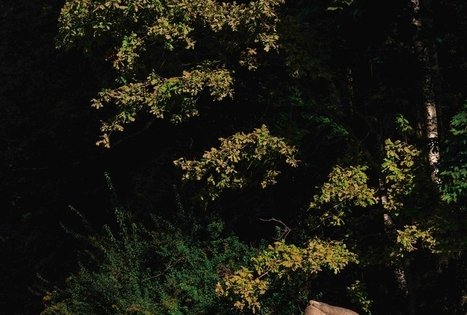 Oak-Wood Park (Ąžuolynas)