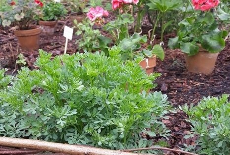 Lithuanian research centre for agriculture and forestry