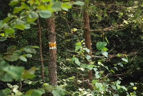 Forest Trail 51. Lazdijai – Veisiejai.